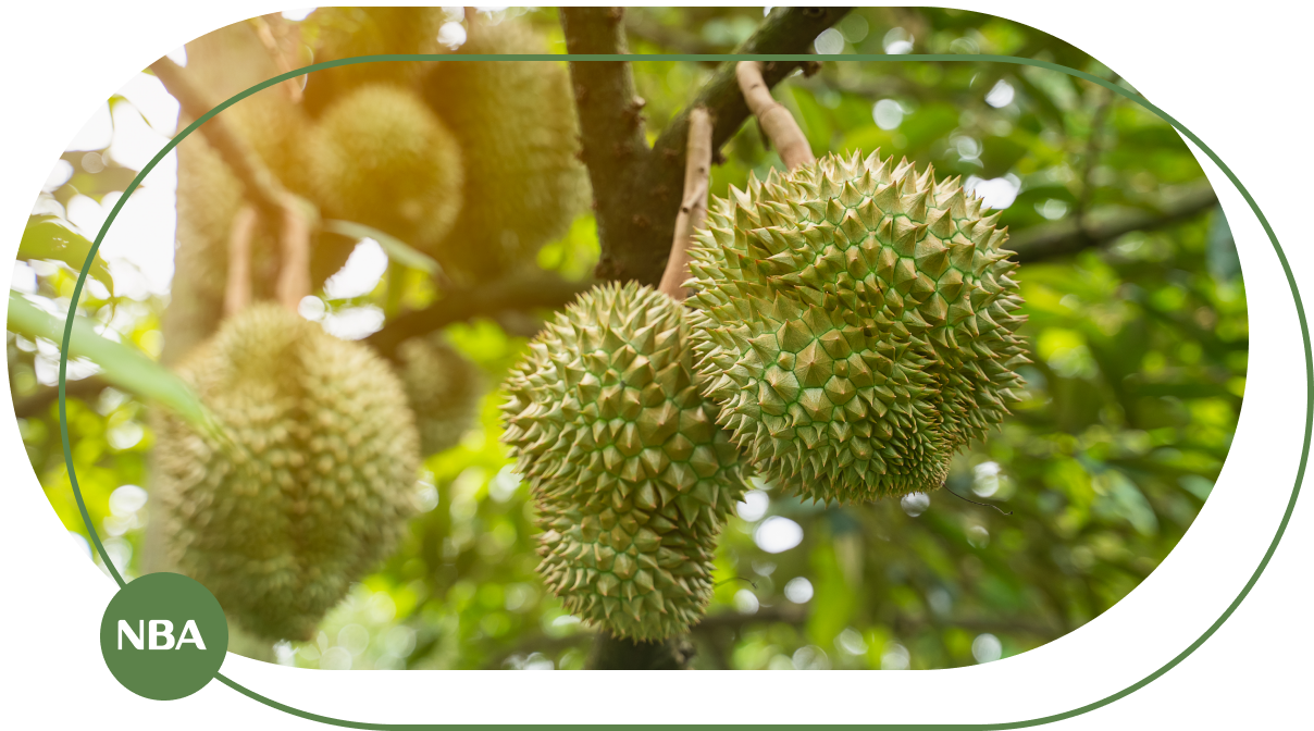 Dich vu lap dat he thong tuoi sau rieng tai Binh Phuoc