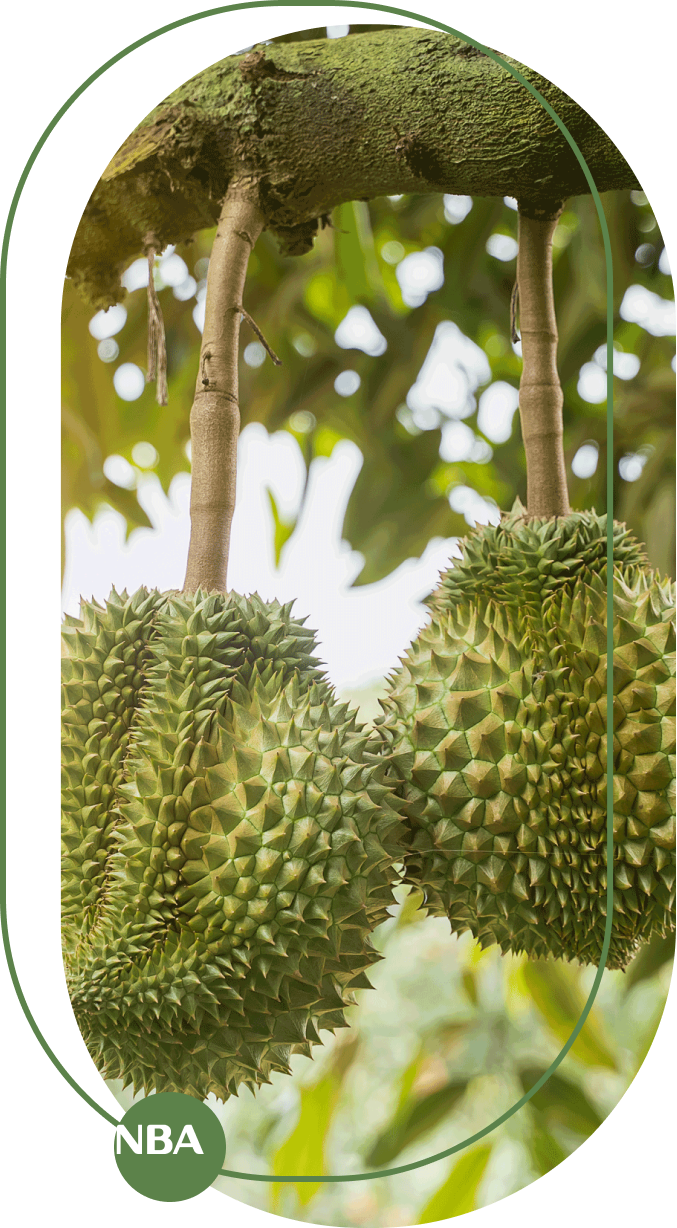 Ky thuat tuoi sau rieng