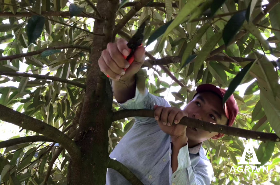 Tạo tán cây sầu riêng