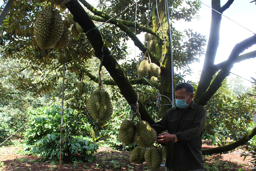 Đắk Lắk xây dựng nhãn hiệu 'Sầu riêng Krông Búk'