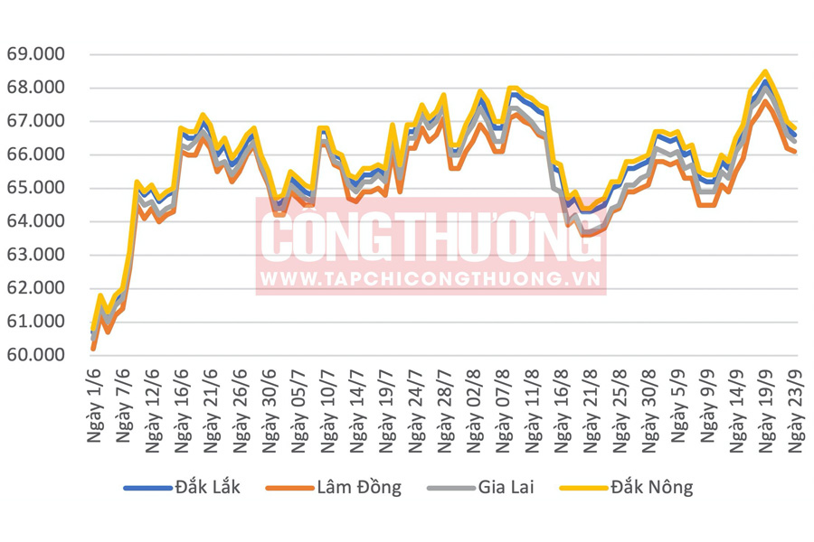 Giá cà phê hôm nay 24/9/2023