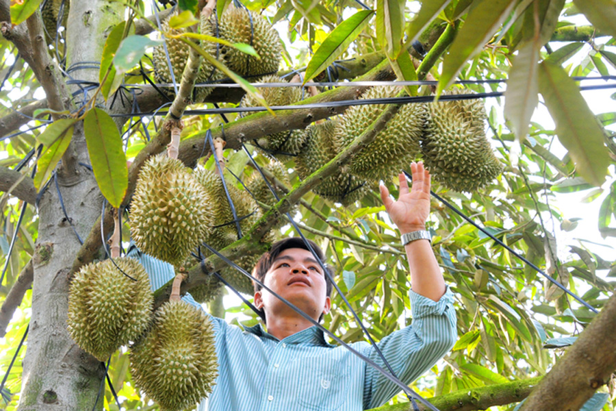 Giám sát chặt mã số vùng trồng, cơ sở đóng gói