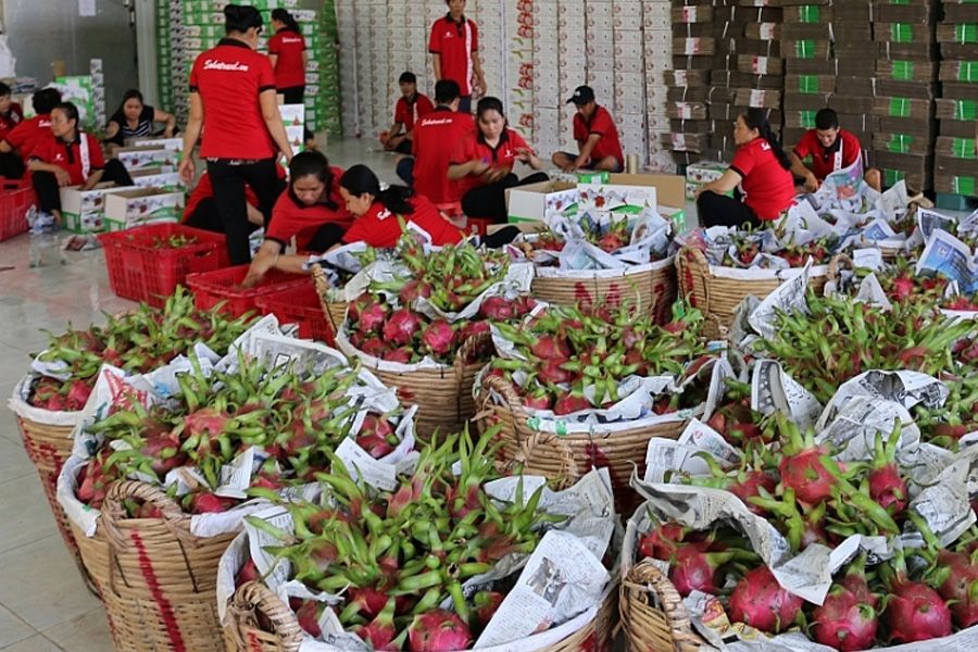 Giám sát chặt mã số vùng trồng, cơ sở đóng gói