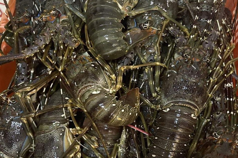 Trung Quốc bất ngờ hạn chế nhập khẩu hàng tấn tôm hùm chết tại cửa khẩu