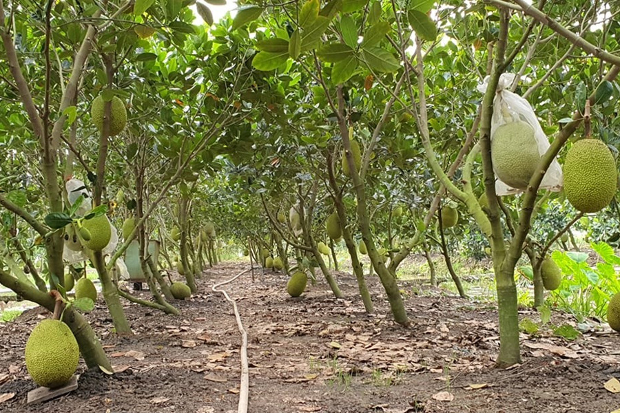 Trung Quốc thông báo 439 trường hợp vi phạm mã số vùng trồng trong 8 tháng