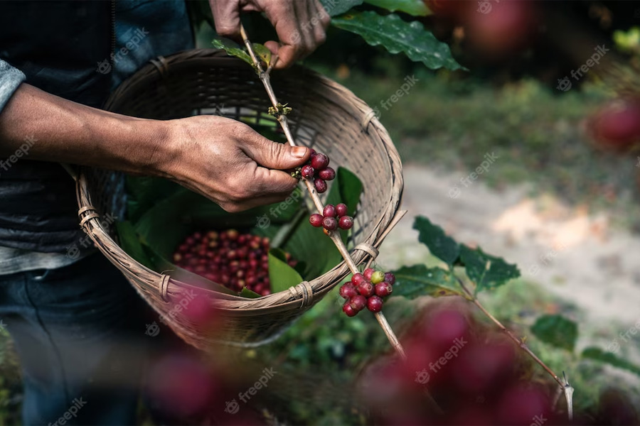 Giá cà phê hôm nay đầu tuần tăng vượt 68.000 đồng/kg