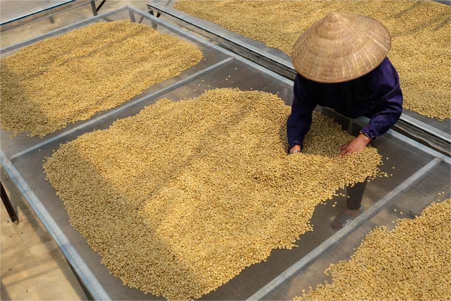 Giá cà phê lập đỉnh mới, nông dân không có hàng bán