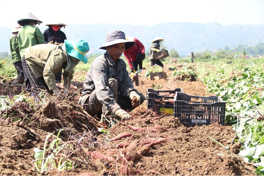 Giá khoai lang tăng kỷ lục người trồng lãi cao