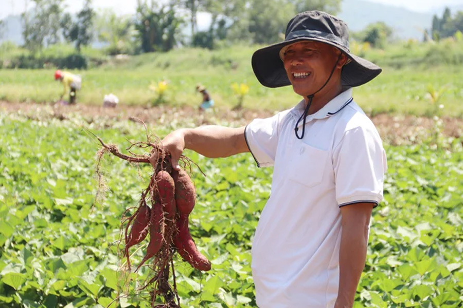 Giá khoai lang tăng kỷ lục người trồng lãi cao