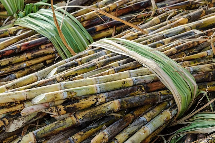 Giá mía tăng cao kỷ lục