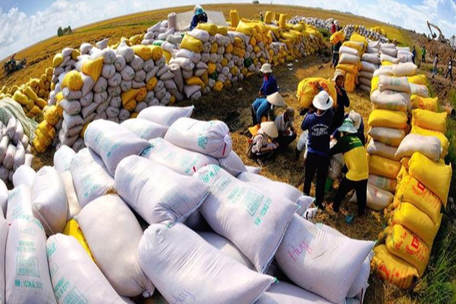 Nông dân ven biển ĐBSCL xuống giống vụ Đông Xuân sớm tránh hạn mặn