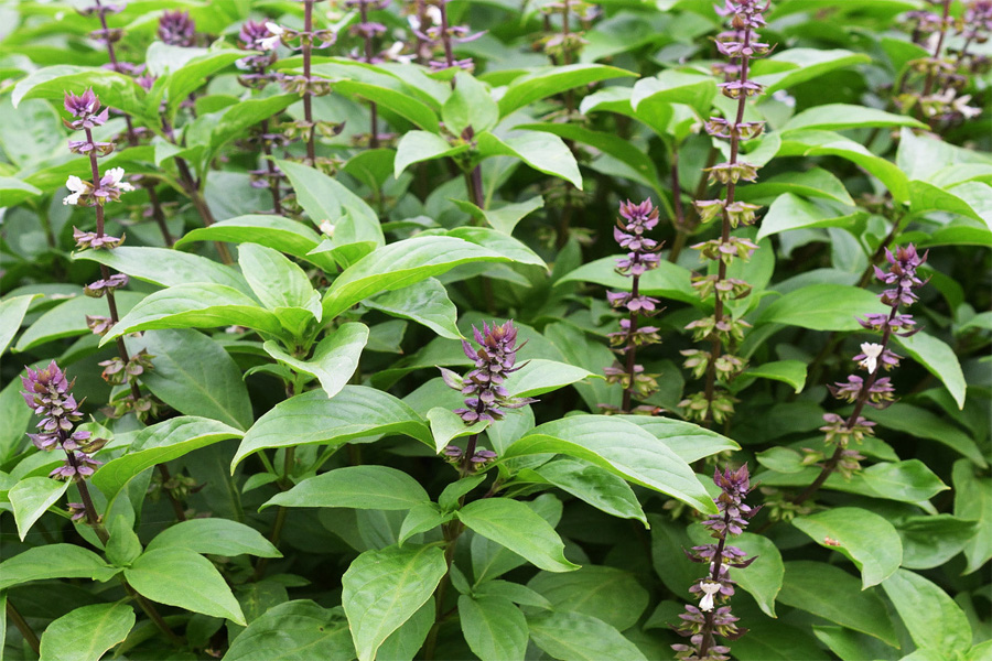 Rau gia vị là gì? Các loại rau gia vị phổ biến và dễ trồng trong khu vườn nhà bạn