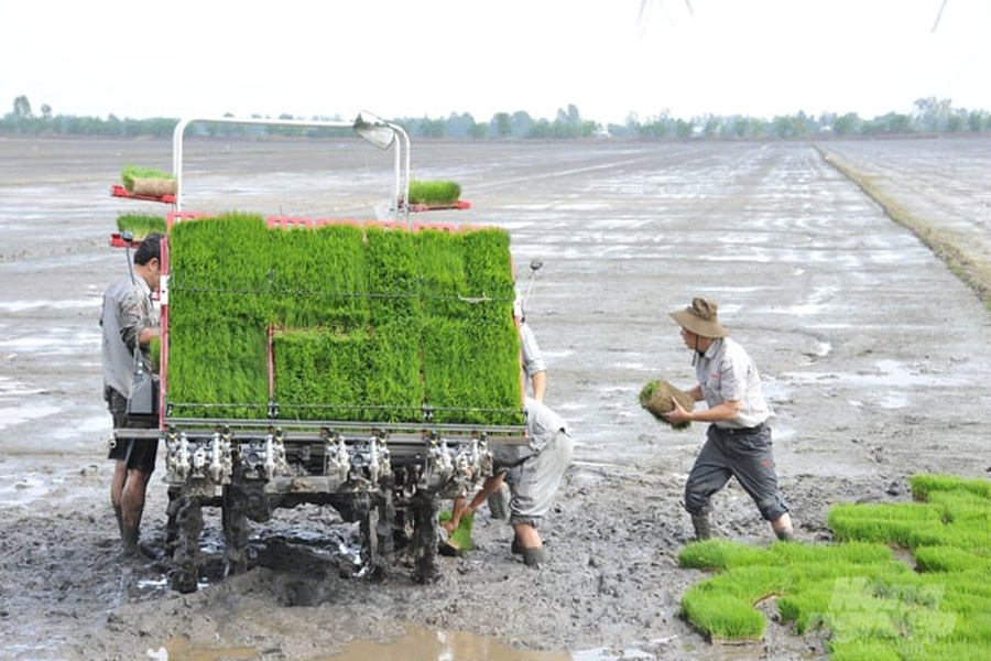 Ưu tiên nguồn nước khi bố trí sản xuất lúa đông xuân