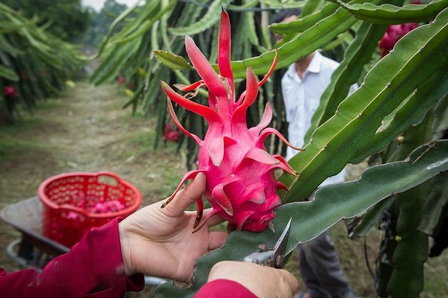 Xử lý nghiêm việc sử dụng mã số vùng trồng thanh long sai quy định