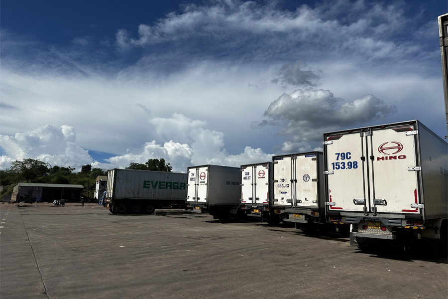 Xuất khẩu tôm hùm tại cửa khẩu Móng Cái trở lại bình thường