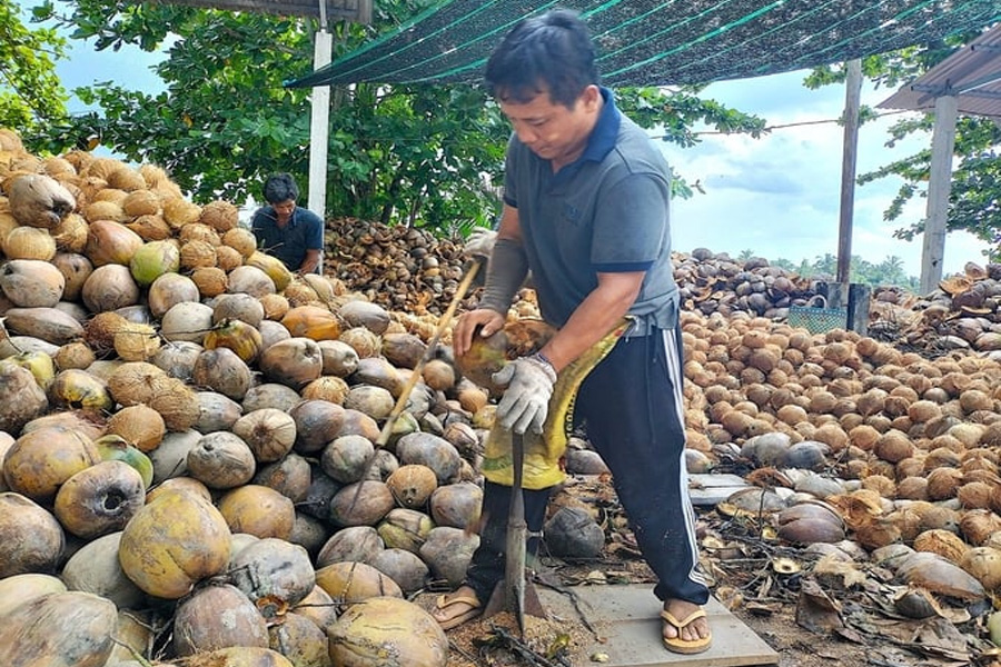 Bến Tre nhân rộng sản xuất dừa hữu cơ