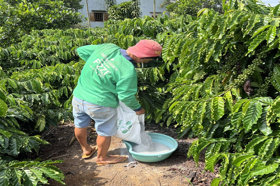 Bón phân cho cà phê vối giai đoạn trước thu hoạch
