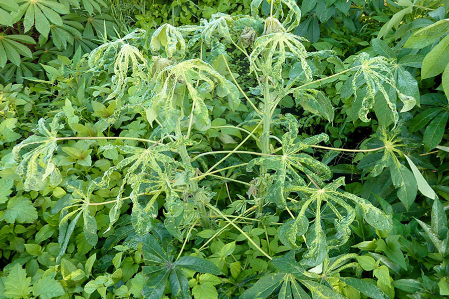 Các loại sâu bệnh hại chính trên cây khoai mì