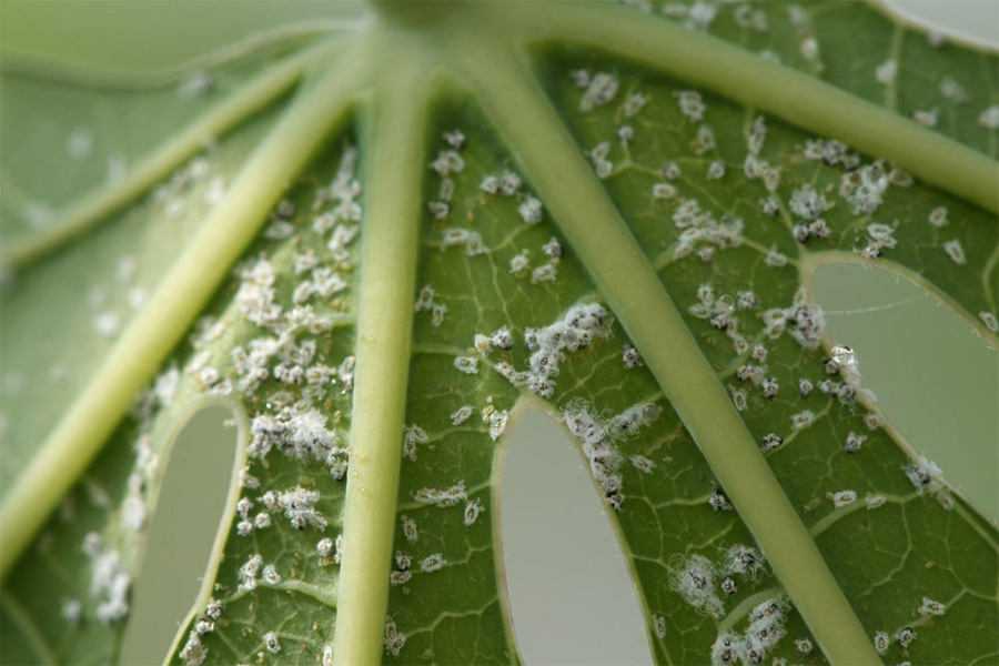 Các loại sâu bệnh hại chính trên cây khoai mì