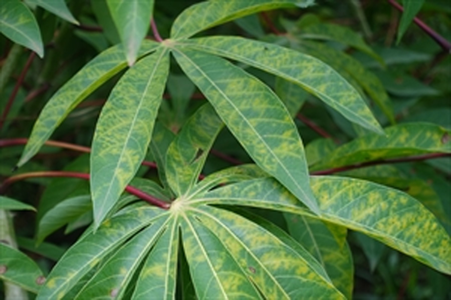 Các loại sâu bệnh hại chính trên cây khoai mì