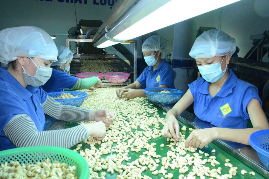 Chất lượng hạt điều xuất khẩu bị cảnh báo