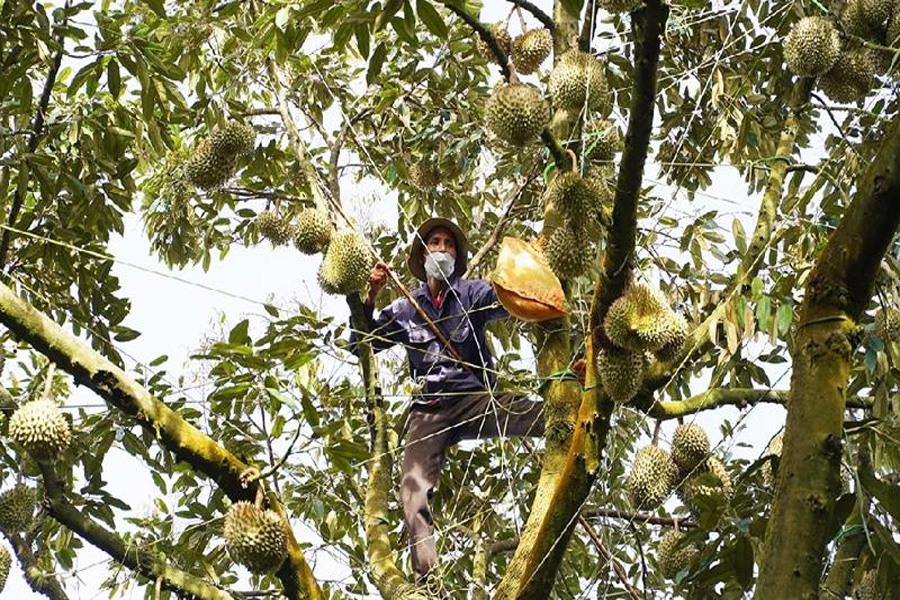 Diện tích trồng sầu riêng tăng trưởng mạnh