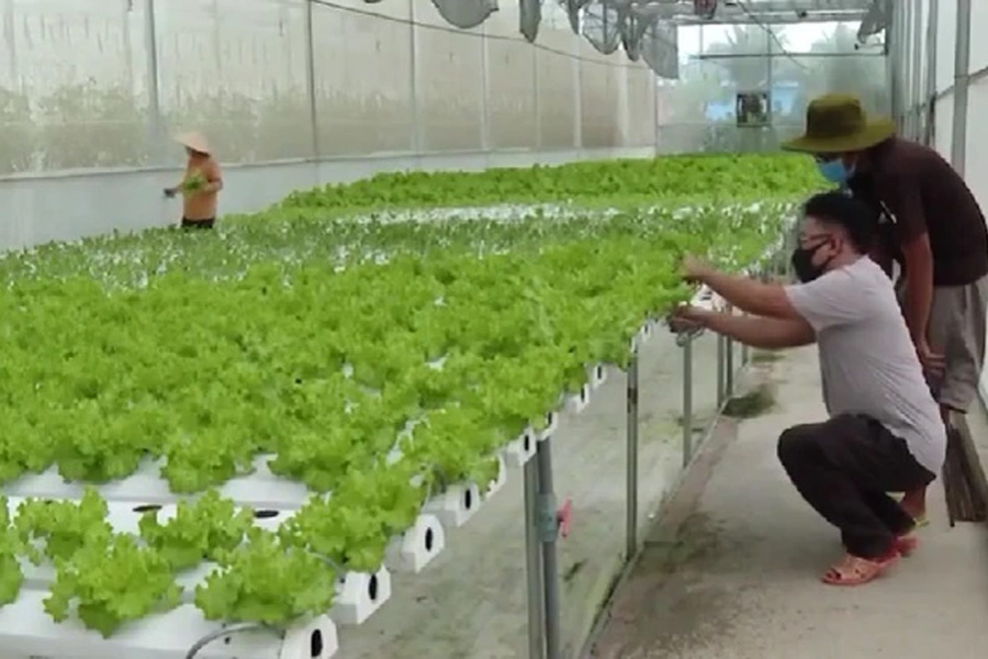 Kỹ sư nông nghiệp đầu vào đìu hiu, đầu ra “như tôm tươi”