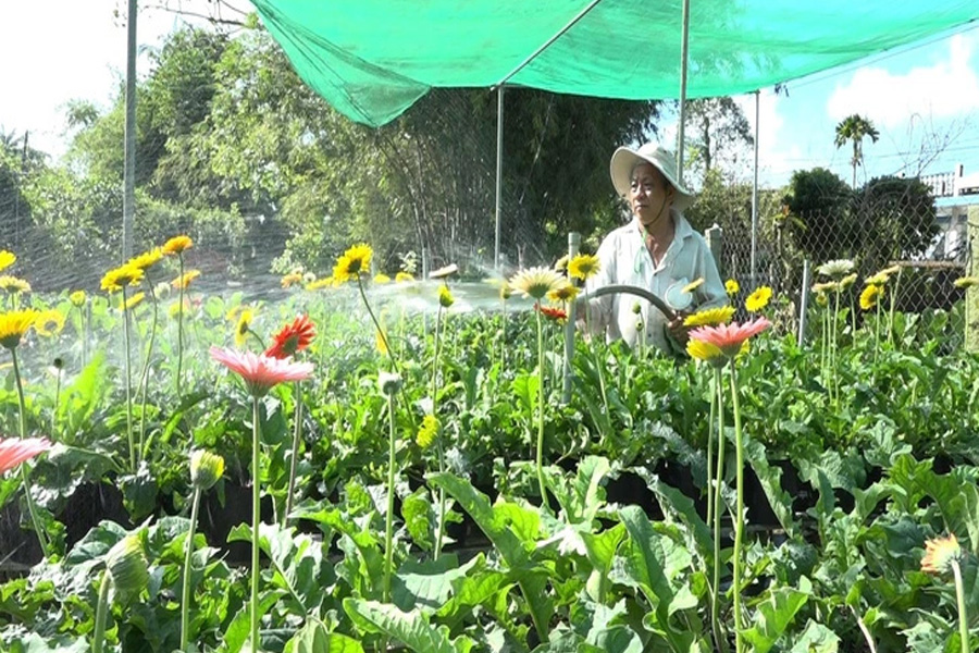 Nhà vườn ở miền Tây dè dặt trồng hoa Tết