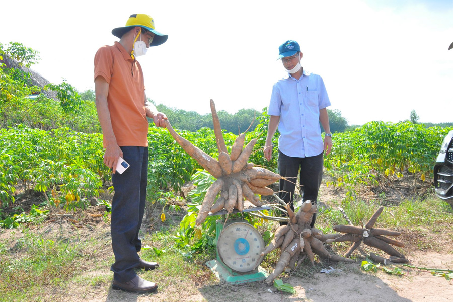 Nông dân Tây Ninh mòn mỏi chờ đủ giống mì kháng bệnh khảm lá