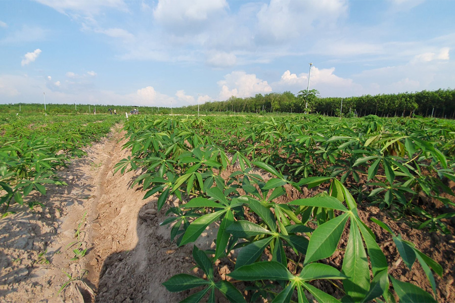 Nông dân Tây Ninh mòn mỏi chờ đủ giống mì kháng bệnh khảm lá