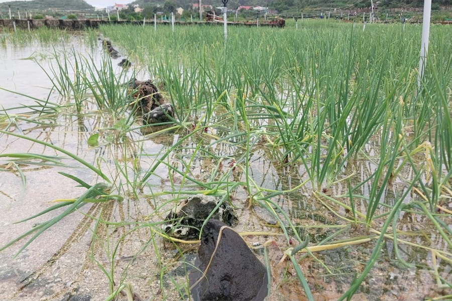 Nông dân trồng hành tím thất thu vì mưa lớn
