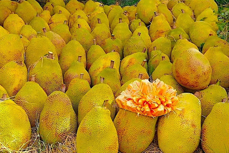 Nông dân Vĩnh Long bén duyên với cây mít ruột đỏ