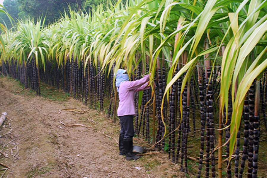 Tăng năng suất cho cây mía nhờ công nghệ tưới nhỏ giọt