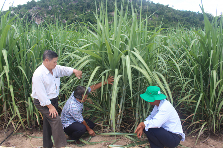 Tăng năng suất cho cây mía nhờ công nghệ tưới nhỏ giọt
