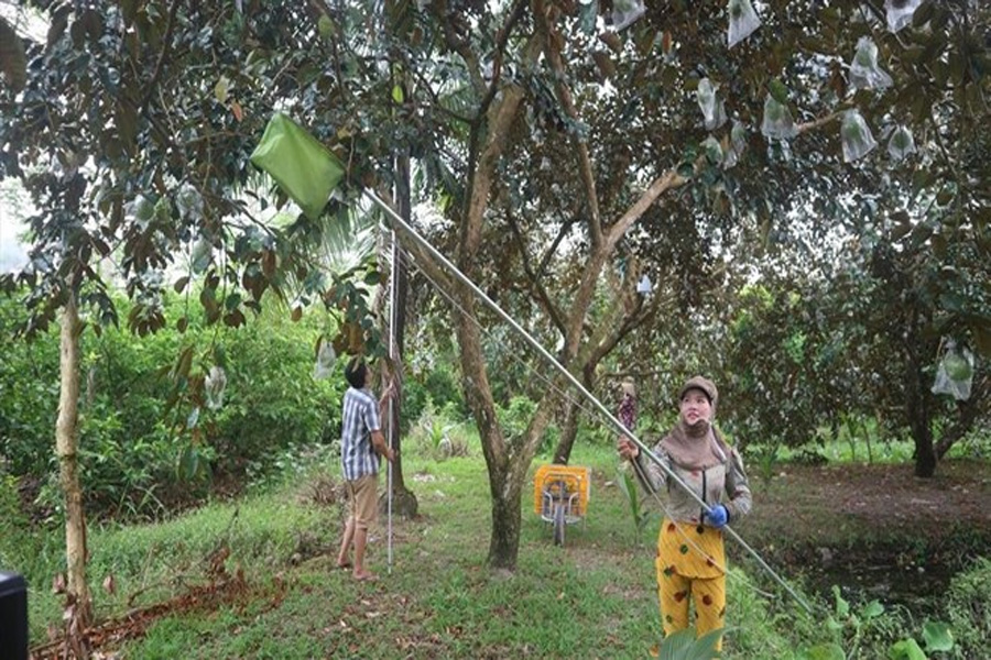 Vú sữa chưa thu hoạch đã bán xong
