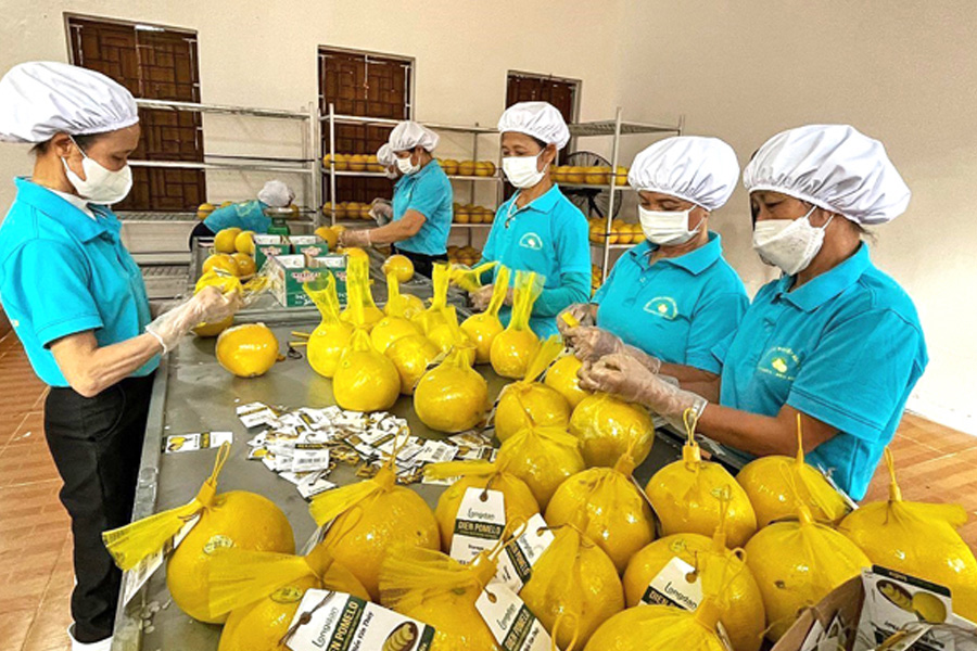 Xuất khẩu bưởi tăng vọt