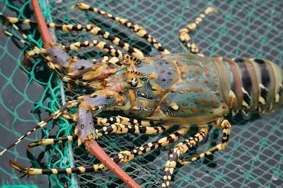 Xuất khẩu tôm hùm Việt Nam sang Trung Quốc giảm mạnh