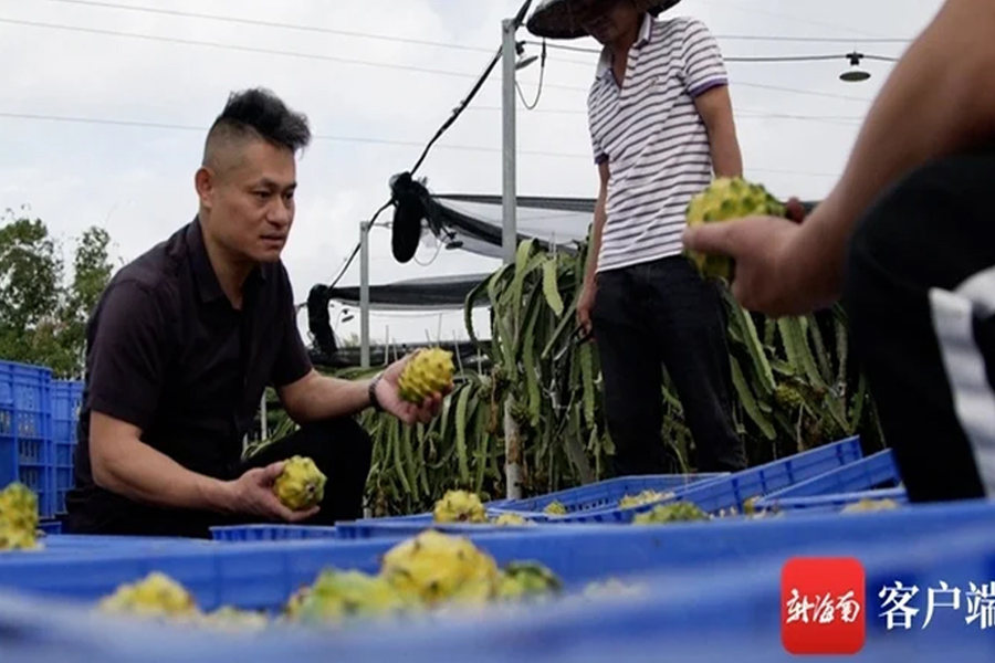 Bùng nổ sản xuất thanh long vàng ở Trung Quốc