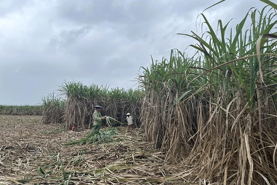 Đắng cay cây mía Miền Tây