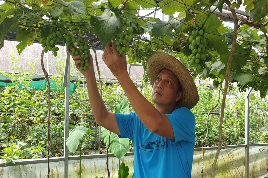 Đô thị miền Tây trồng rau sạch thu hơn 100 triệu/tháng