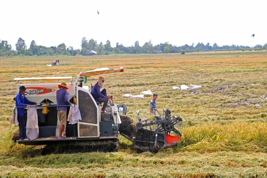 Giá lúa lên mức 9.4000 đồng/kg - cao kỷ lục