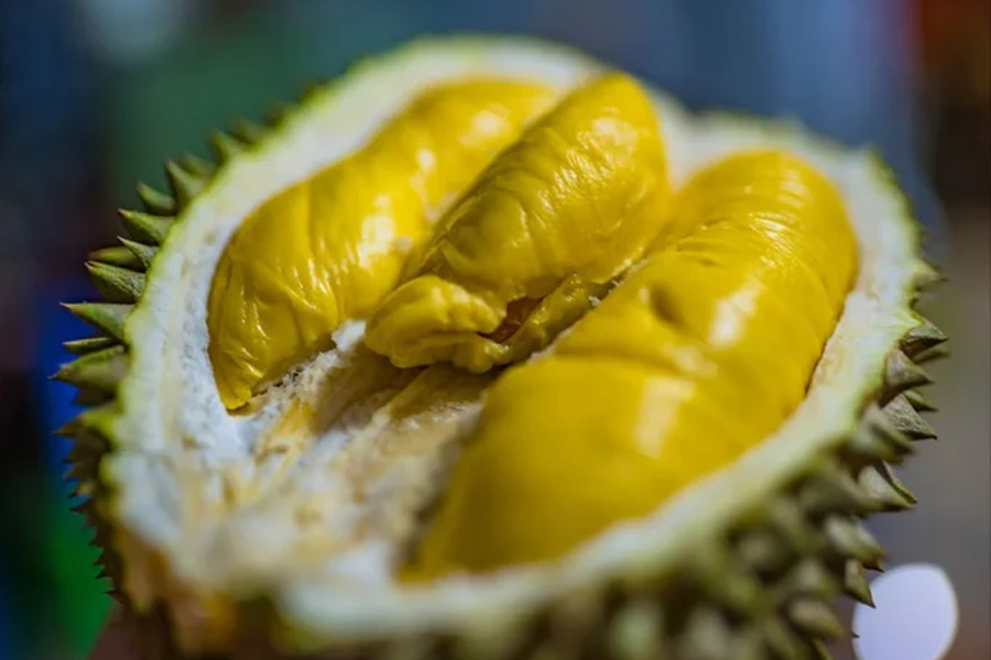 Giá sầu riêng lại tiếp tục tăng vọt