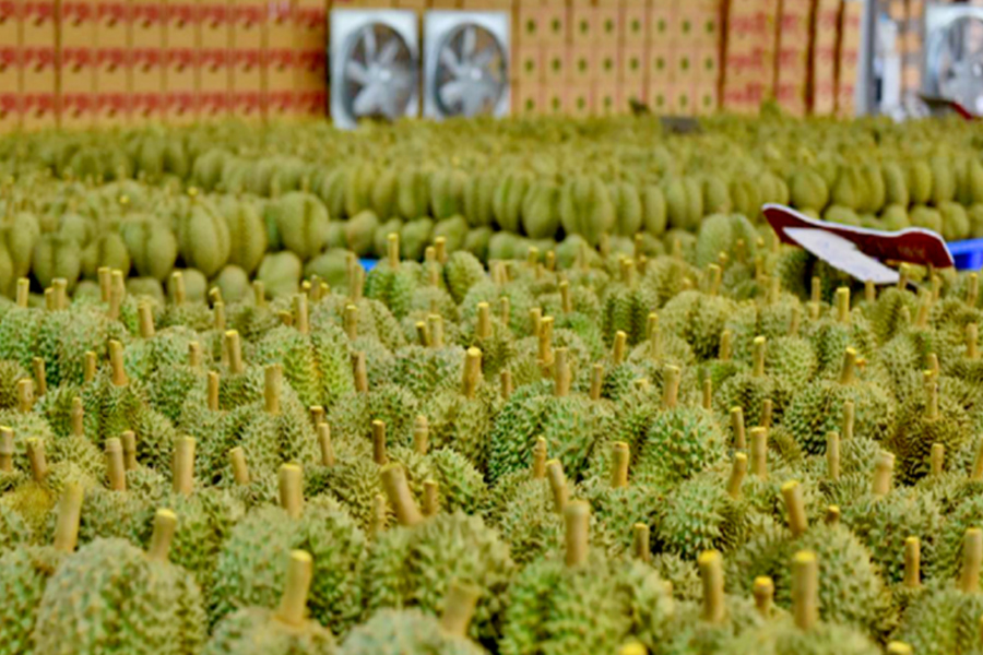 Giá sầu riêng lại tiếp tục tăng vọt