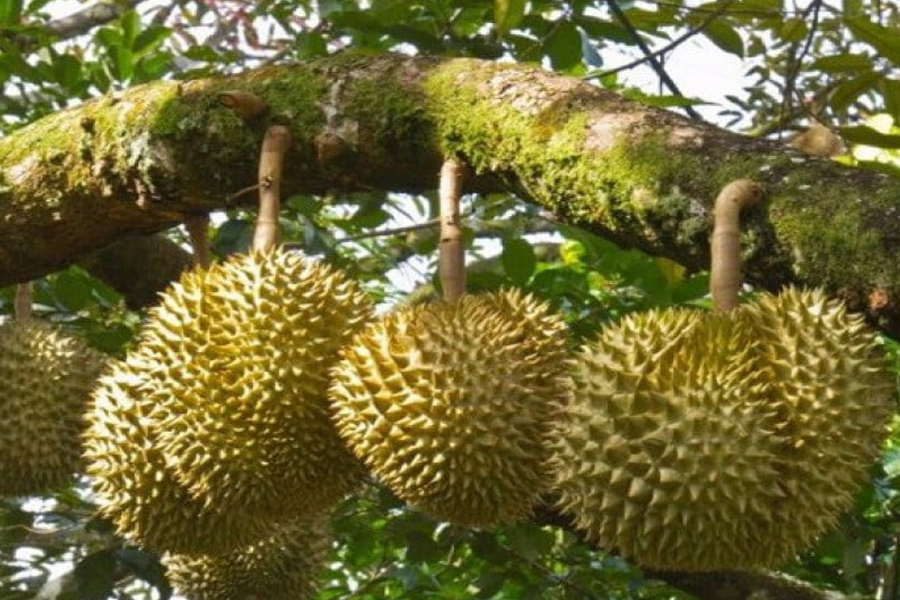 Giá sầu riêng Monthong Thái tăng vọt