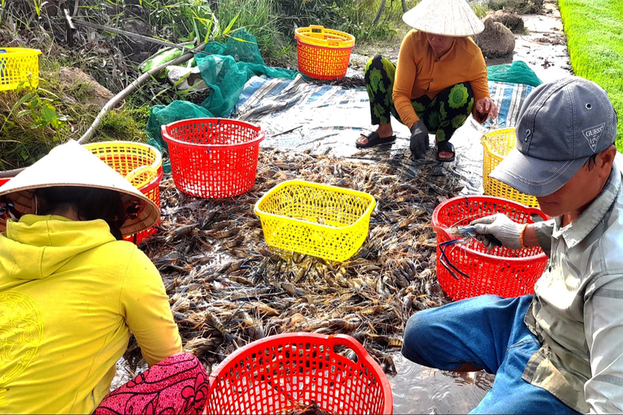 Giá tôm tăng mạnh trở lại