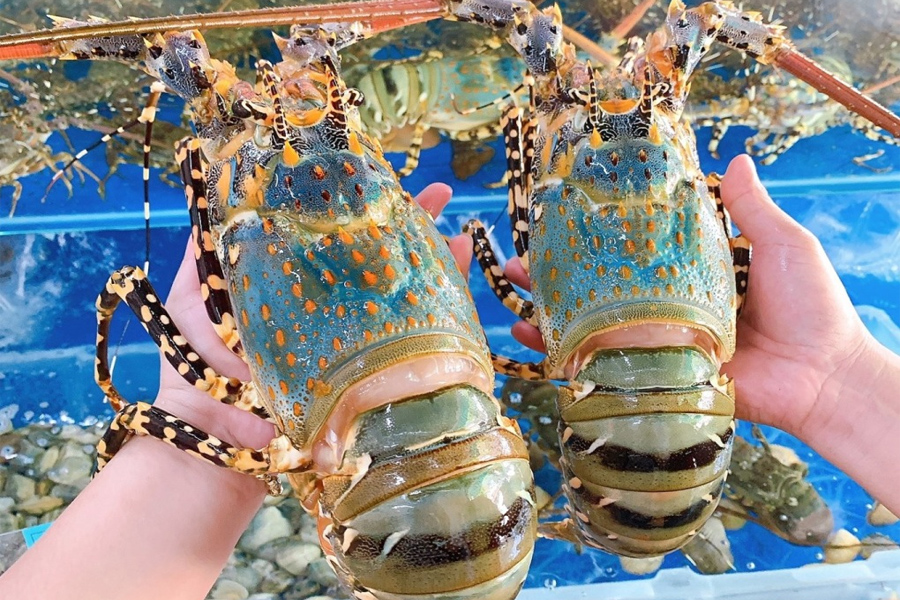 Giải pháp tháo gỡ khó cho xuất khẩu tôm hùm bông Việt Nam