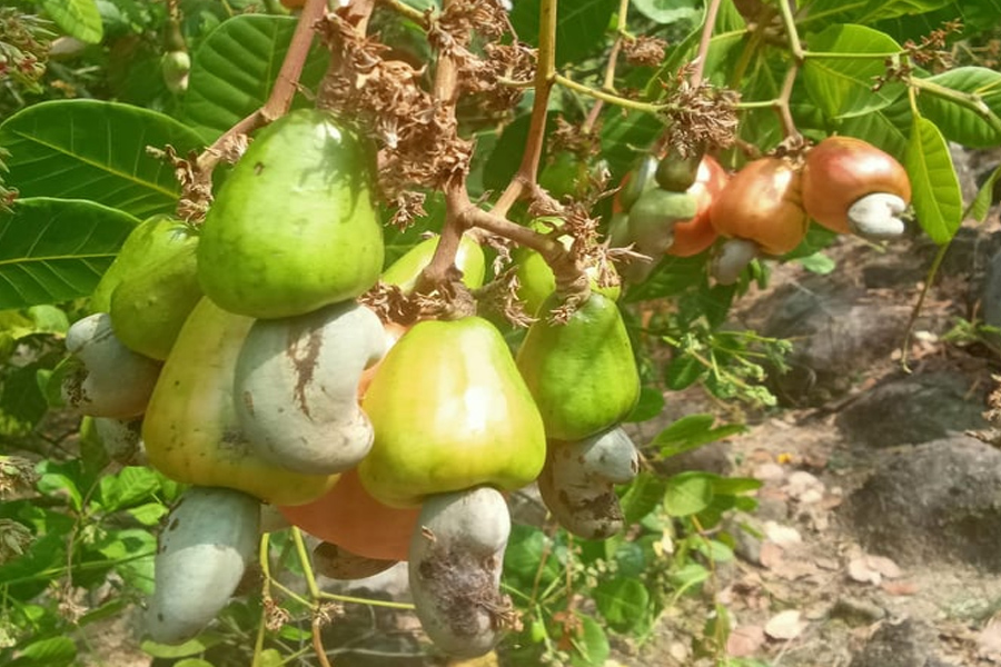 Lấy lại uy tín hạt điều Việt Nam