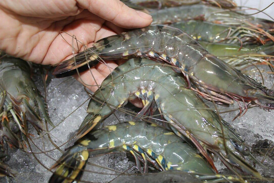 Mỹ tiếp nhận đề nghị điều tra chống trợ cấp tôm nước ấm đông lạnh