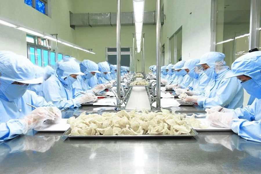 Ngành yến hướng đến xuất khẩu tỷ đô