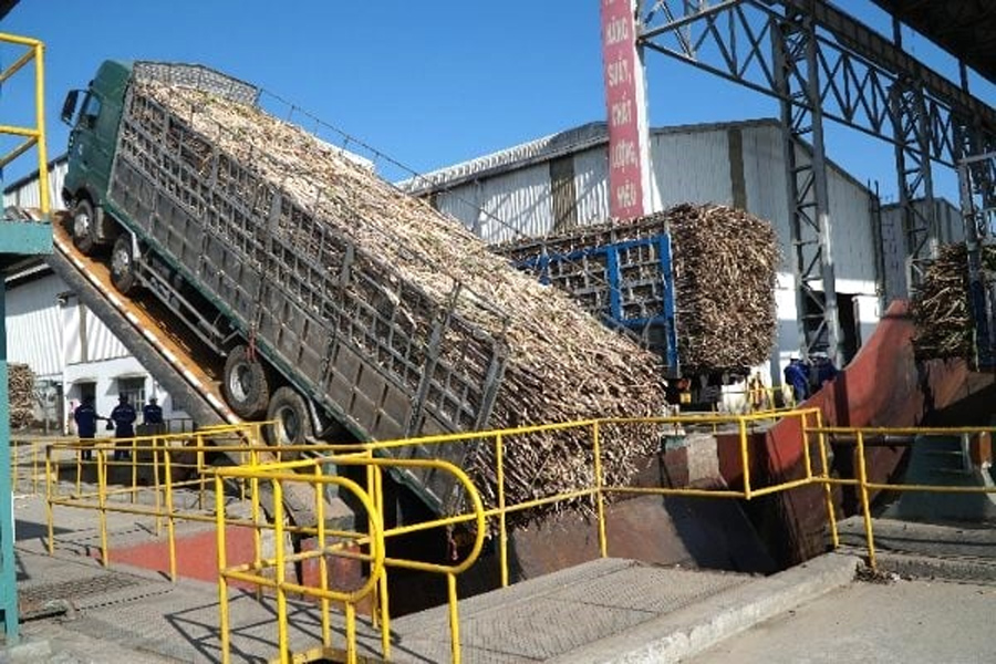 Người trồng mía An Khê phấn khởi trước vụ ép mới